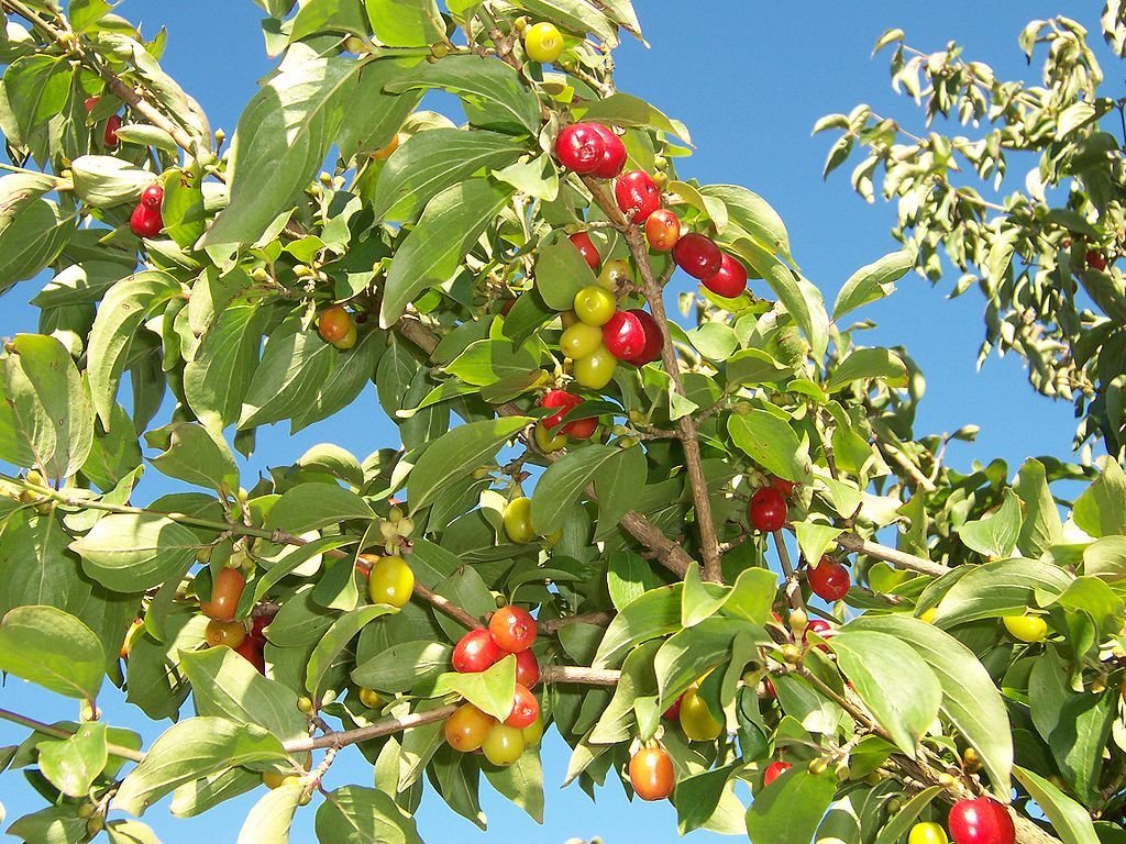 Cornus mas (Cornus mas)