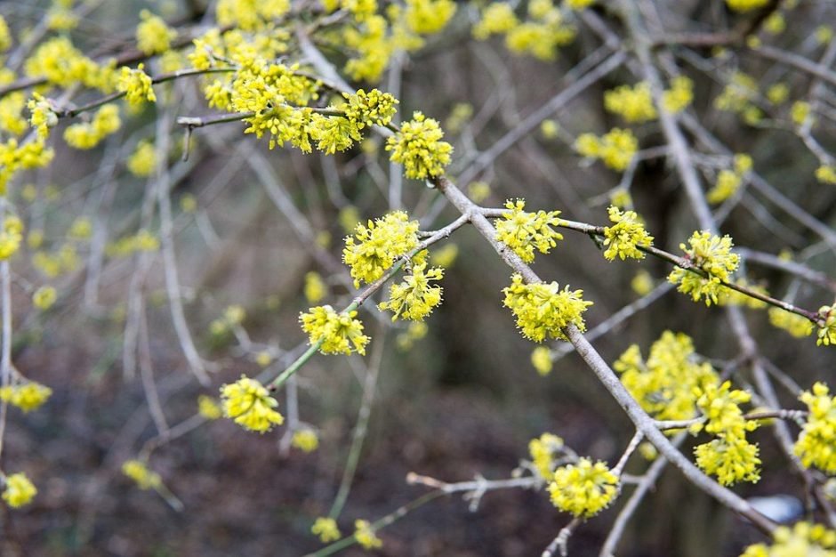 Como plantar Cornus mas (Cornus mas)_1