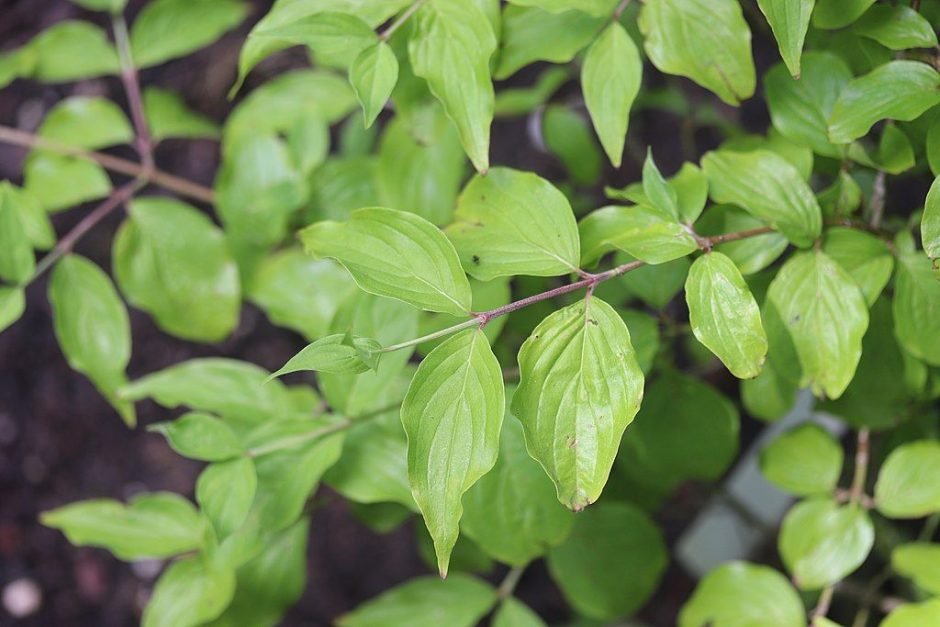 Onde plantar Cornus mas (Cornus mas)_2