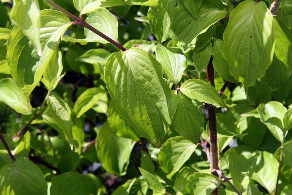 Cornus mas 'Golden Glory' (Cornus mas 'Golden Glory')