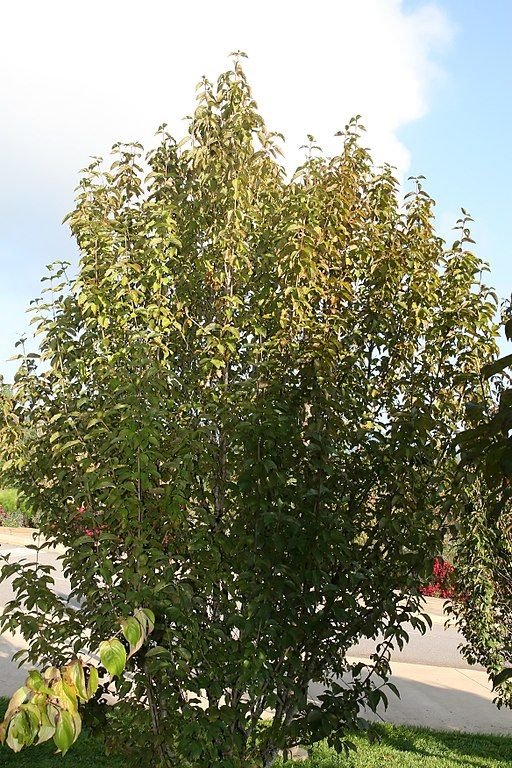 Onde plantar Cornus mas 'Golden Glory' (Cornus mas 'Golden Glory')_2