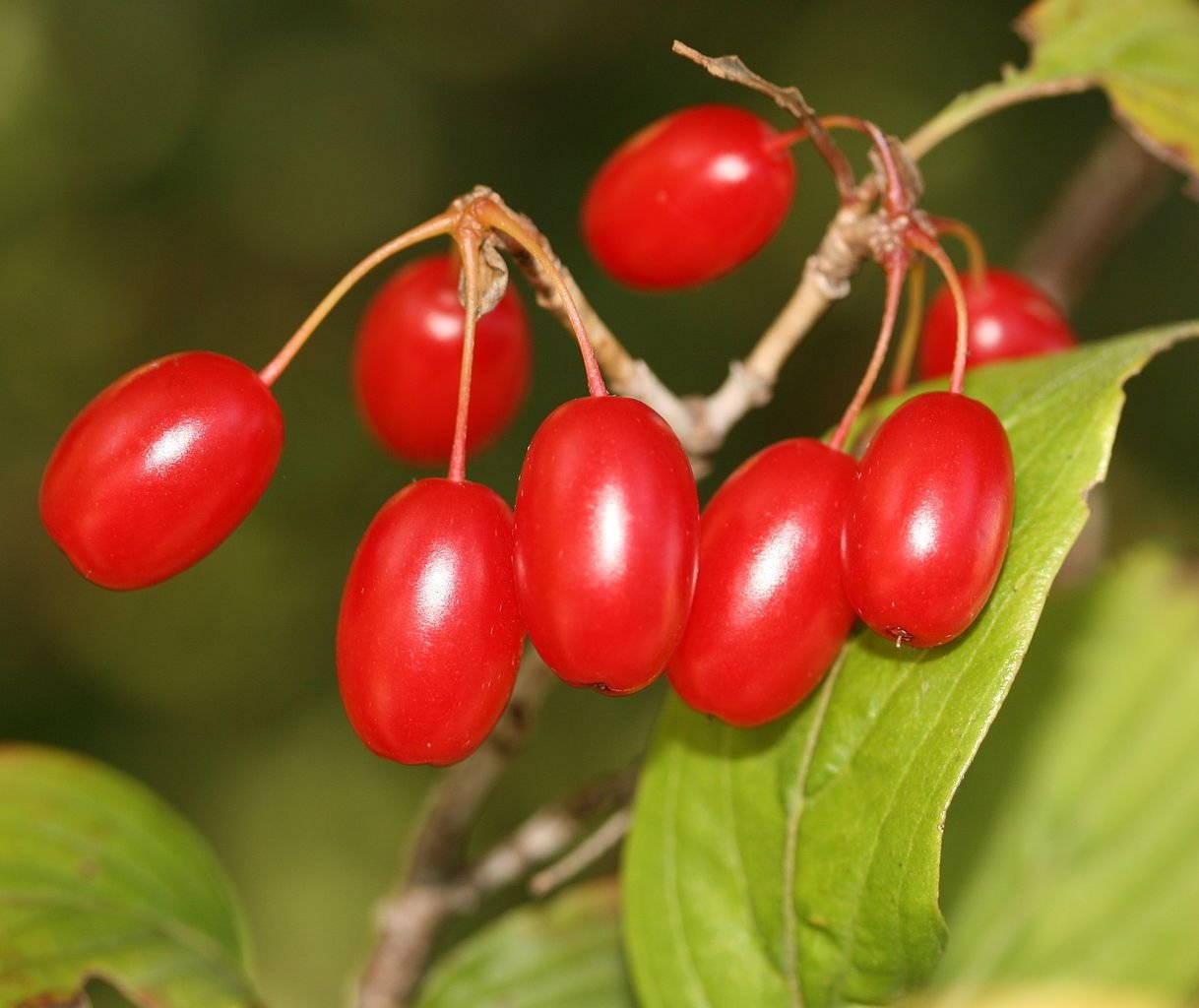 Cornus officinalis (Cornus officinalis)