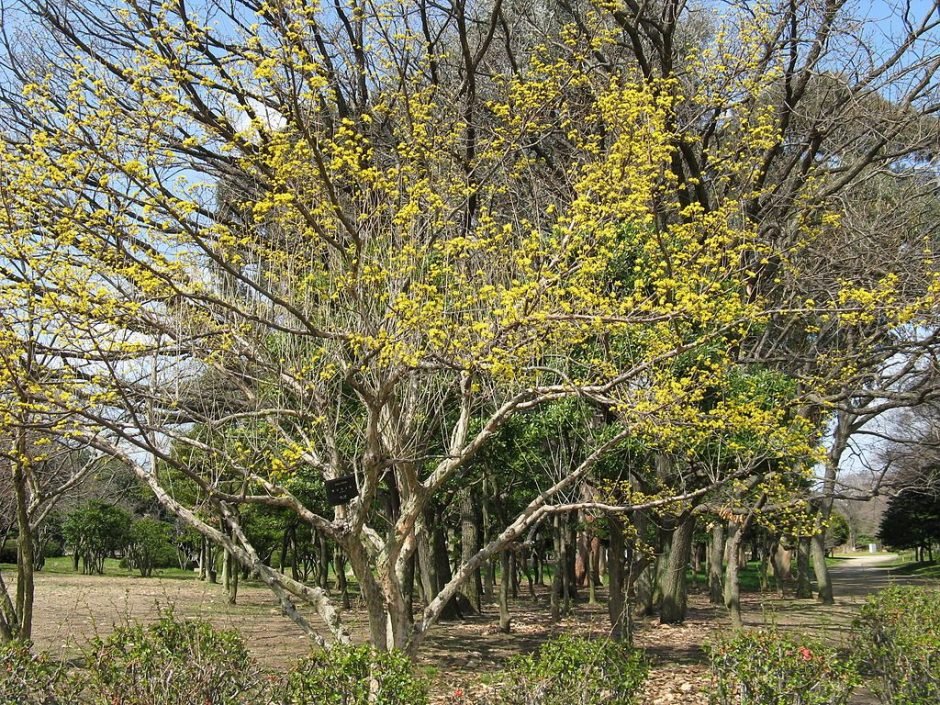 Como plantar Cornus officinalis (Cornus officinalis)_1