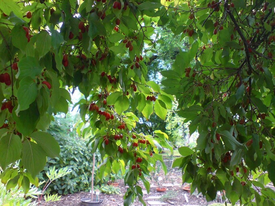 Onde plantar Cornus officinalis (Cornus officinalis)_2