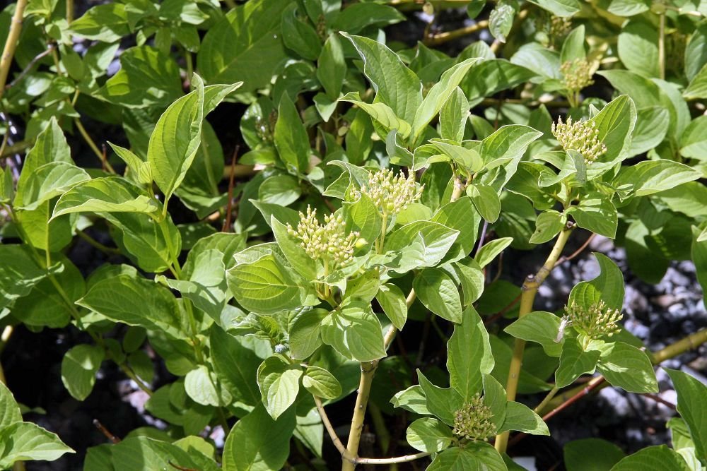 Cornus sericea 'Bud's Yellow' (Cornus sericea 'Bud's Yellow')
