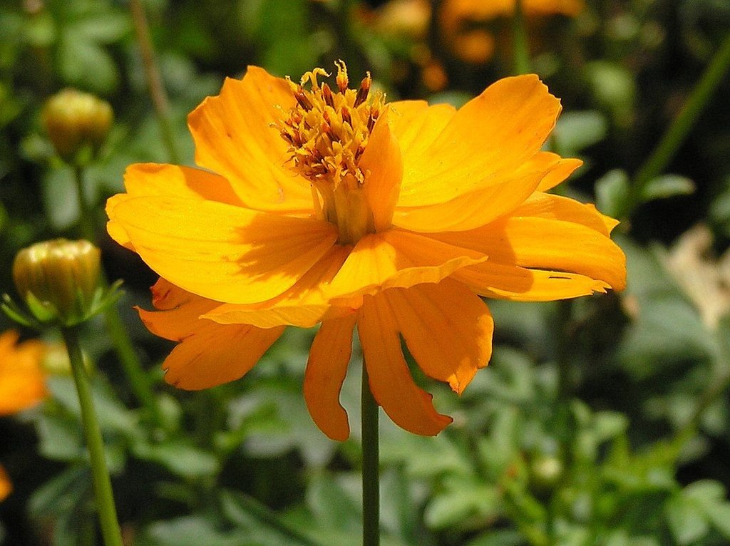Cosmos amarelo Polidor (Cosmos sulphureus Polidor)