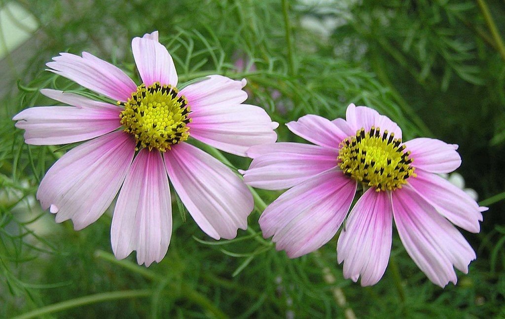 Cosmos bipinnatus 'Antiquity' (Cosmos bipinnatus 'Antiquity')