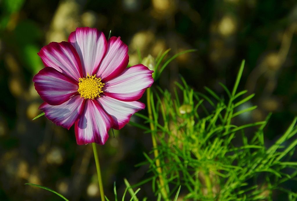Cosmos bipinnatus 'Candy Stripe' (Cosmos bipinnatus 'Candy Stripe')