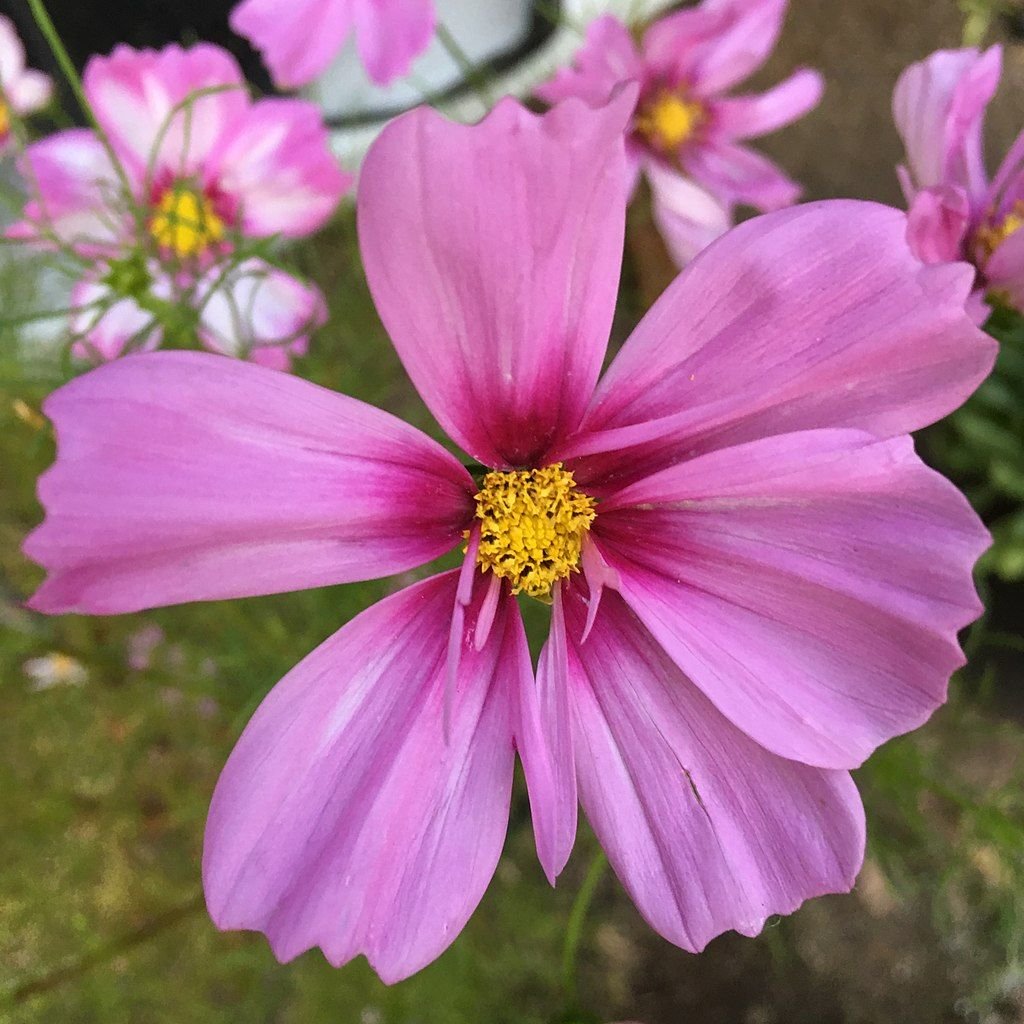 Cosmos bipinnatus 'Capriola' (Cosmos bipinnatus 'Capriola')
