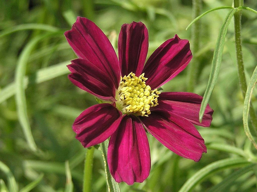 Cosmos bipinnatus 'Daydream' (Cosmos bipinnatus 'Daydream')