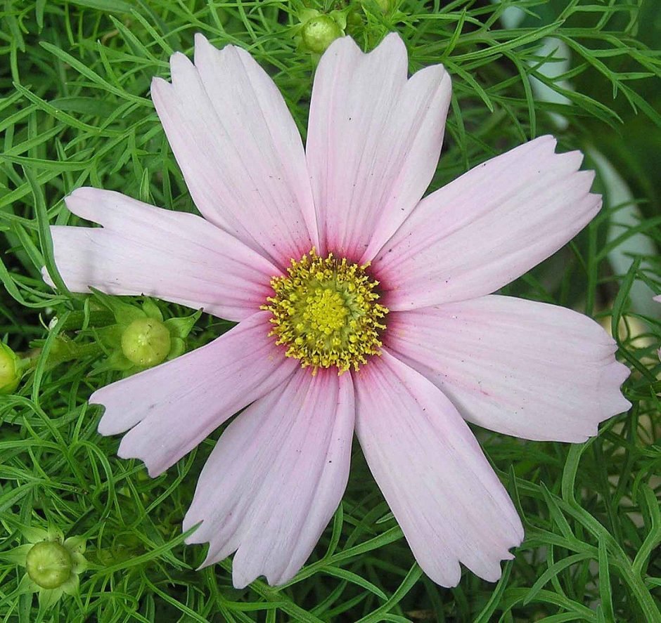 Como plantar Cosmos bipinnatus 'Daydream' (Cosmos bipinnatus 'Daydream')_1