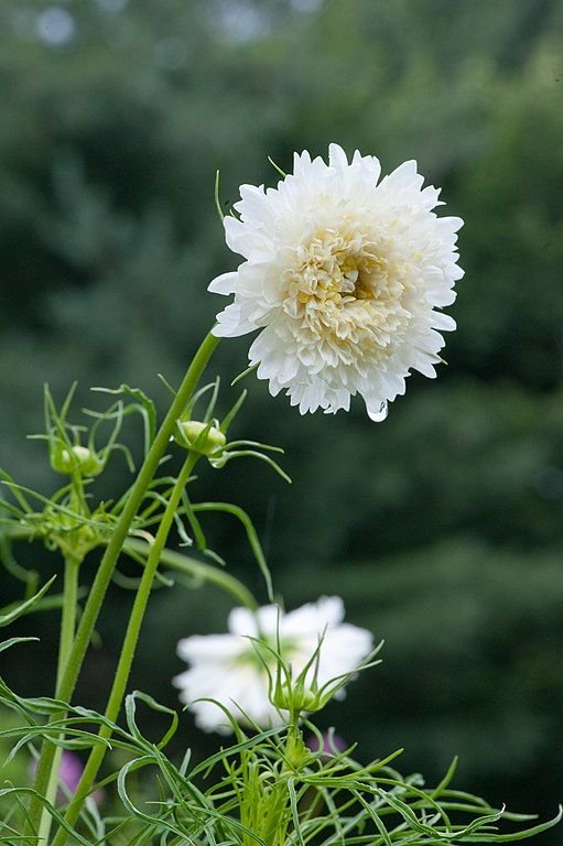 Onde plantar Cosmos bipinnatus Double Click Series (Cosmos bipinnatus Double Click Series)_2