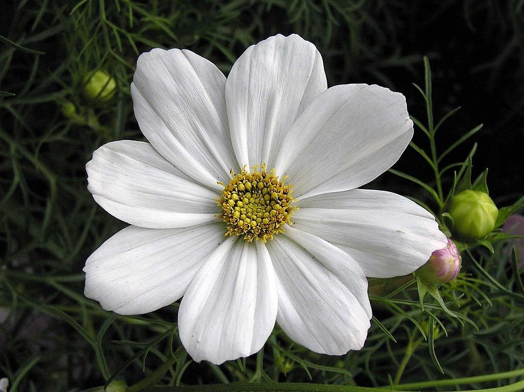 Cosmos bipinnatus 'Psyche White' (Cosmos bipinnatus 'Psyche White')