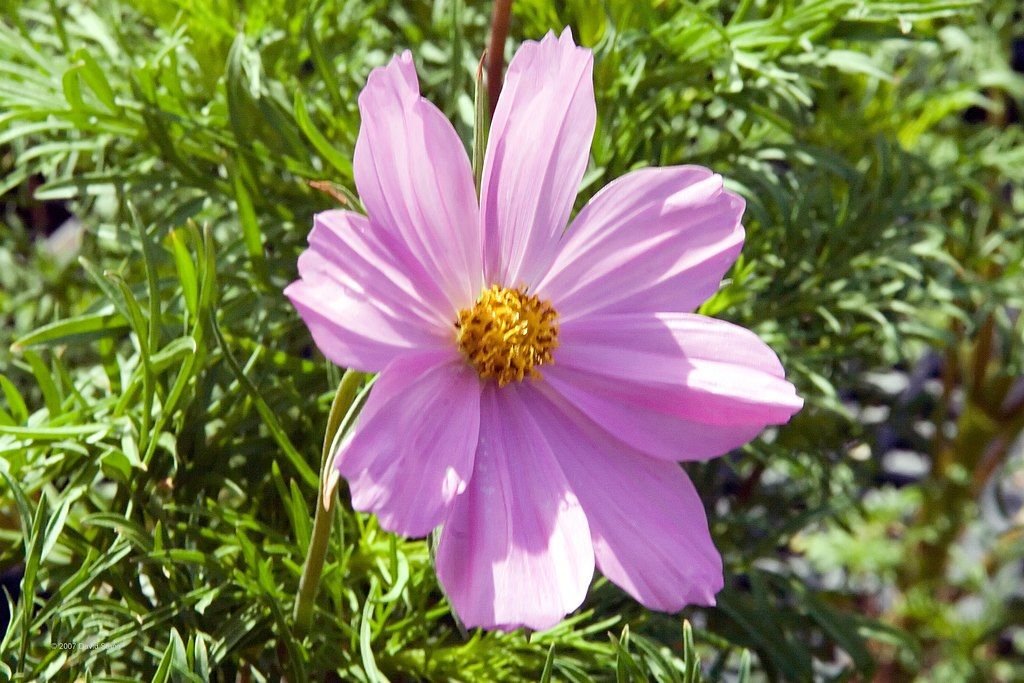 Cosmos bipinnatus Sonata Series (Cosmos bipinnatus Sonata Series)