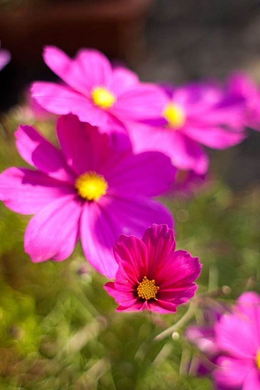 Como plantar Cosmos bipinnatus Sonata Series (Cosmos bipinnatus Sonata Series)_1