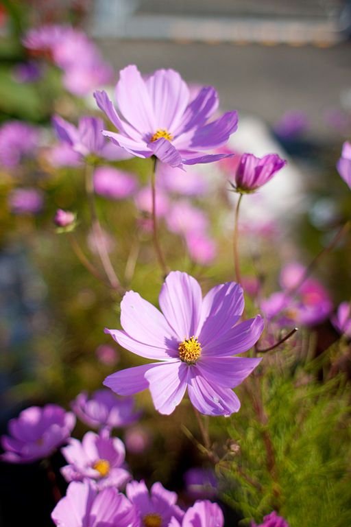 Onde plantar Cosmos bipinnatus Sonata Series (Cosmos bipinnatus Sonata Series)_2