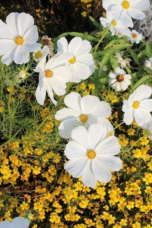 Como plantar Cosmos bipinnatus Sonata White (Cosmos bipinnatus Sonata White)_1