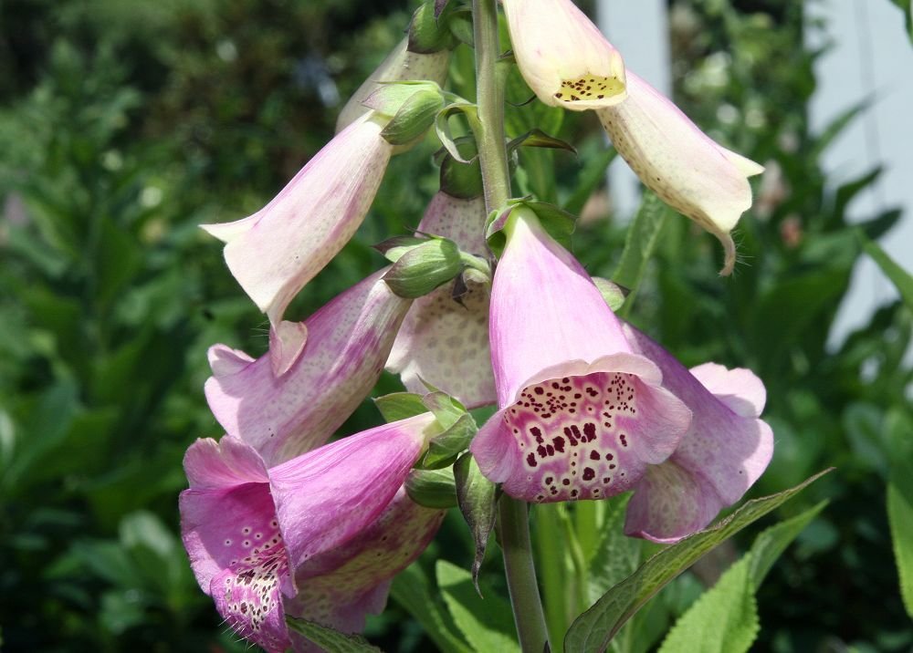 Dedaleira 'Camelot Lavender' (Digitalis purpurea 'Camelot Lavender')