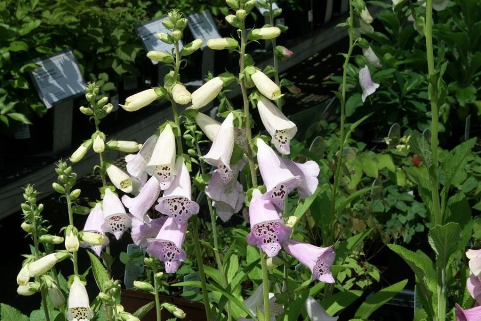 Como plantar Dedaleira 'Camelot Lavender' (Digitalis purpurea 'Camelot Lavender')_1