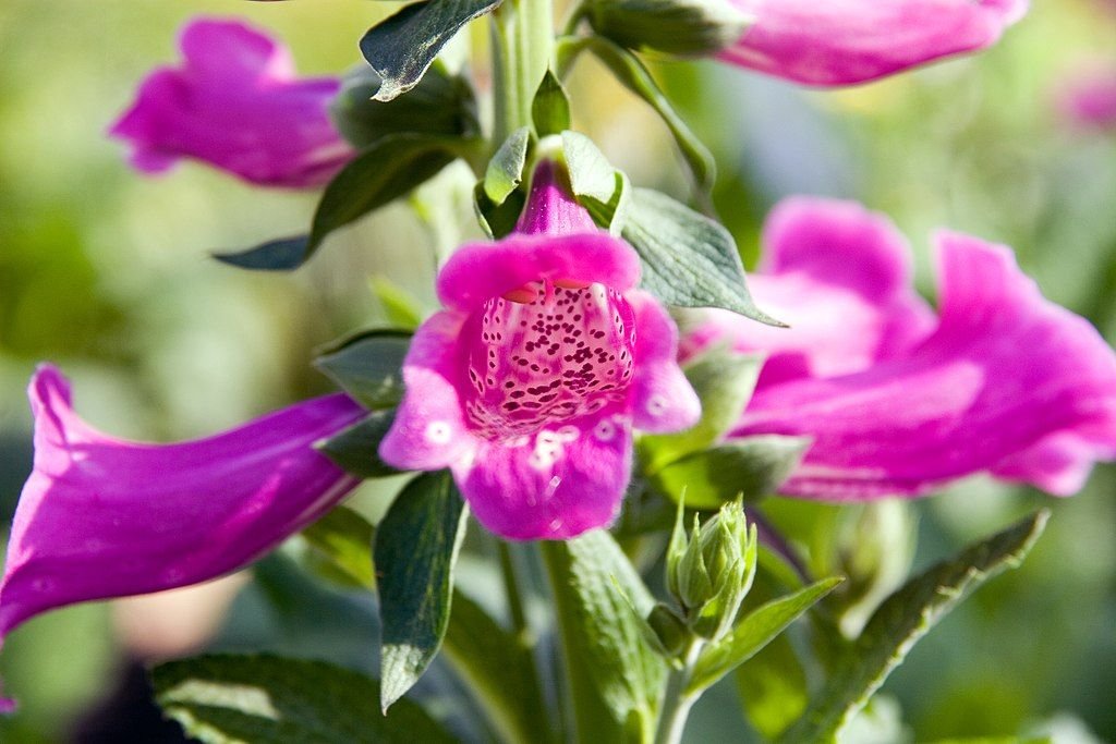 Dedaleira 'Camelot Rose' (Digitalis purpurea 'Camelot Rose')