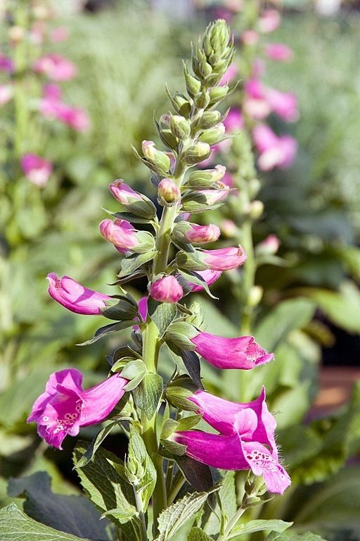 Como plantar Dedaleira 'Camelot Rose' (Digitalis purpurea 'Camelot Rose')_1