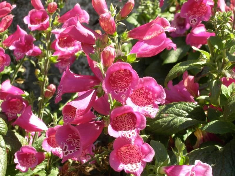 Onde plantar Dedaleira 'Camelot Rose' (Digitalis purpurea 'Camelot Rose')_2