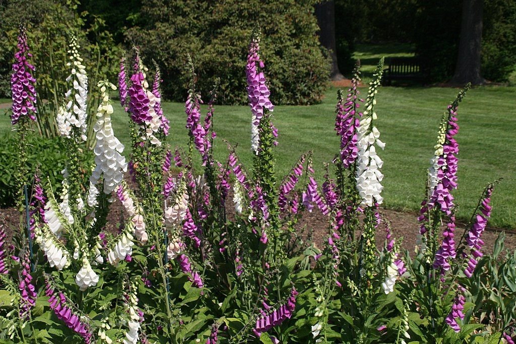 Dedaleira Excelsior (Digitalis purpurea Excelsior)