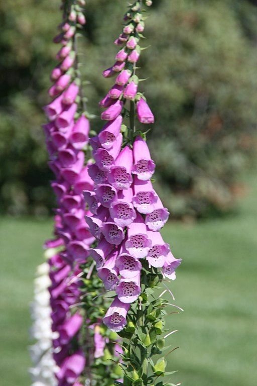 Como plantar Dedaleira Excelsior (Digitalis purpurea Excelsior)_1