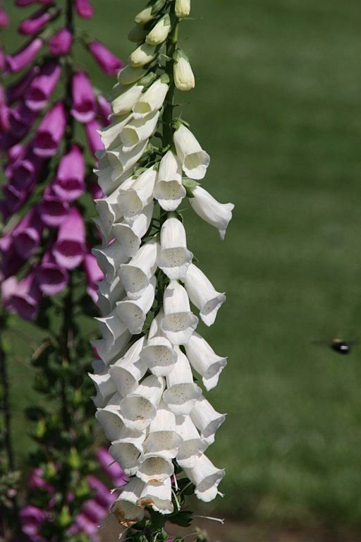 Onde plantar Dedaleira Excelsior (Digitalis purpurea Excelsior)_2