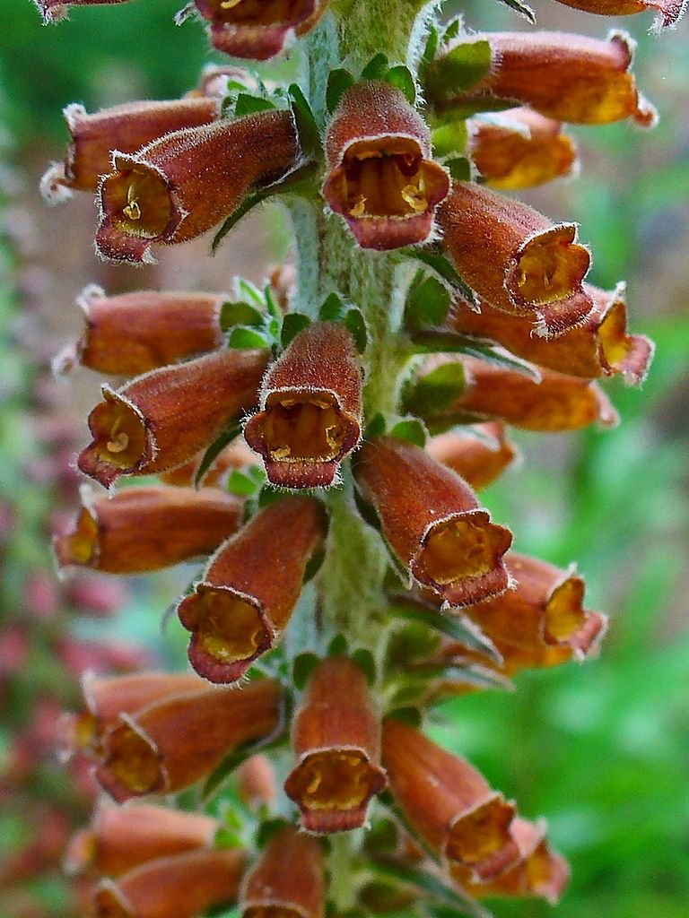 Dedaleira 'Milk Chocolate' (Digitalis parviflora 'Milk Chocolate')