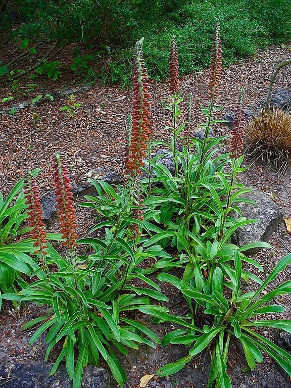 Como plantar Dedaleira 'Milk Chocolate' (Digitalis parviflora 'Milk Chocolate')_1