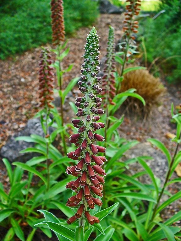 Onde plantar Dedaleira 'Milk Chocolate' (Digitalis parviflora 'Milk Chocolate')_2
