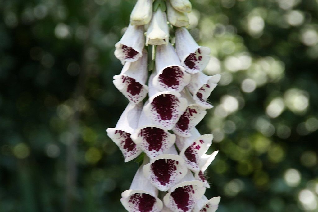 Dedaleira 'Pam's Choice' (Digitalis purpurea 'Pam's Choice')