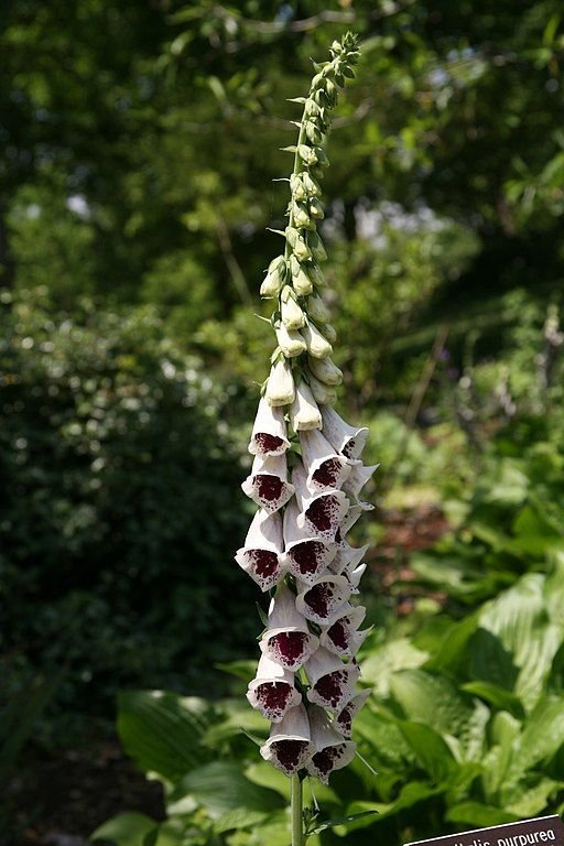 Como plantar Dedaleira 'Pam's Choice' (Digitalis purpurea 'Pam's Choice')_1