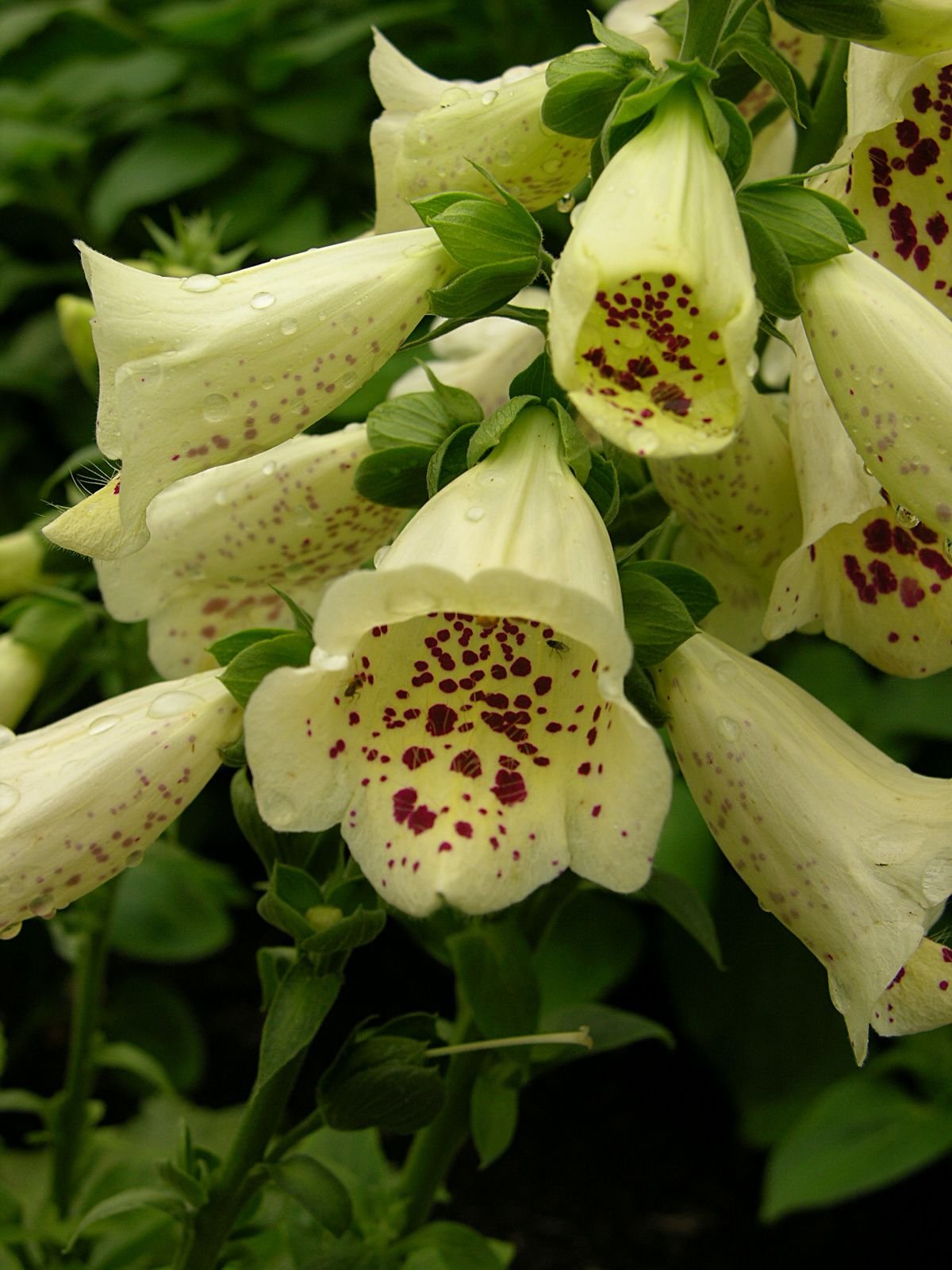 Dedaleira 'Primrose Carousel' (Digitalis purpurea 'Primrose Carousel')
