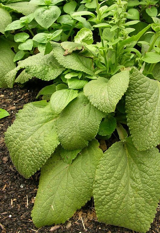 Como plantar Dedaleira 'Primrose Carousel' (Digitalis purpurea 'Primrose Carousel')_1