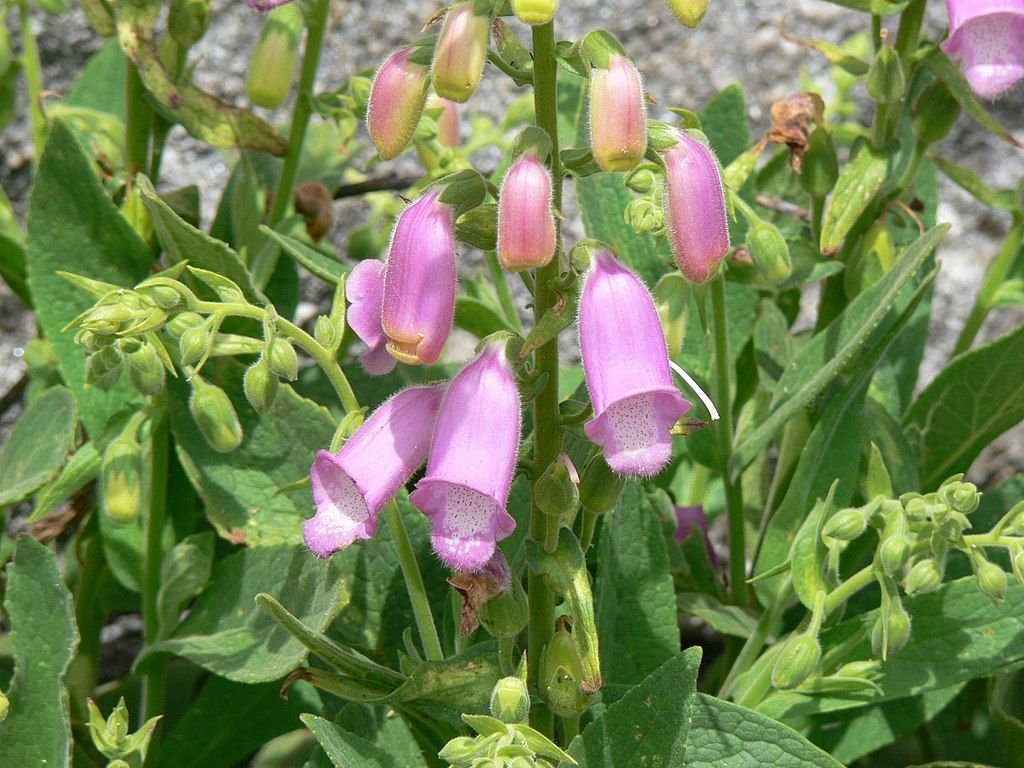 Dedaleira-amarela (Digitalis thapsi)