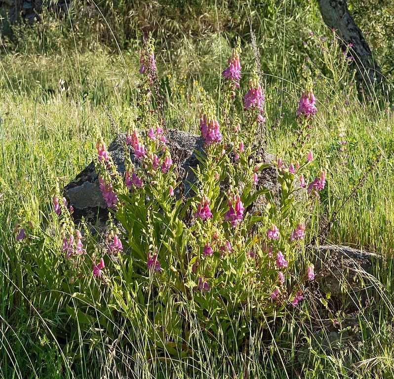 Como plantar Dedaleira-amarela (Digitalis thapsi)_1
