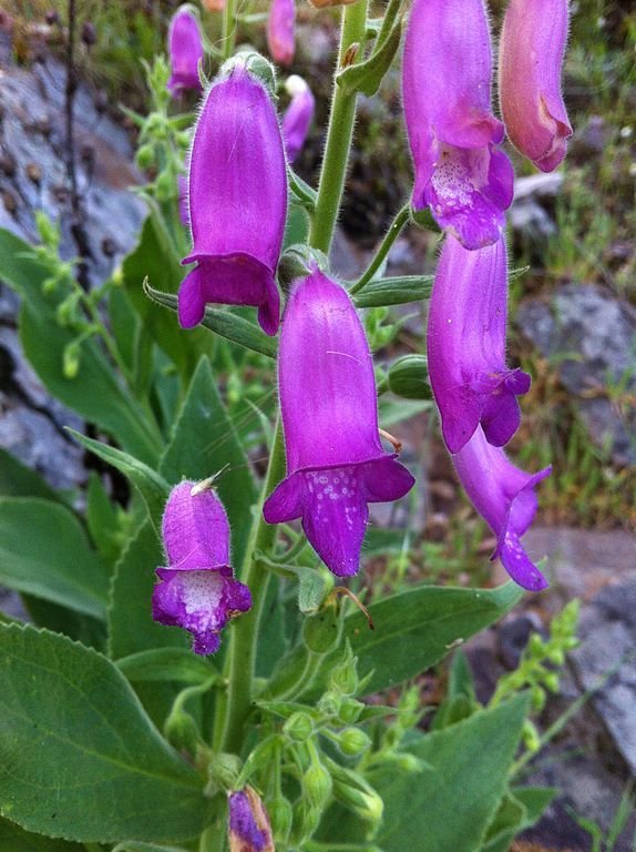 Onde plantar Dedaleira-amarela (Digitalis thapsi)_2