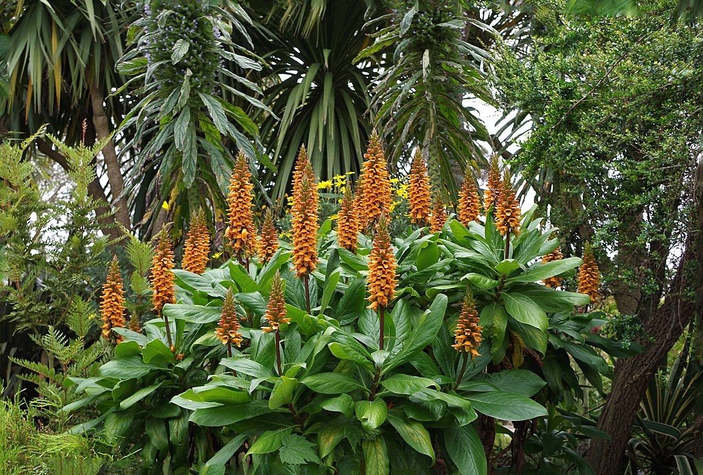 Dedaleira da Madeira (Digitalis sceptrum)