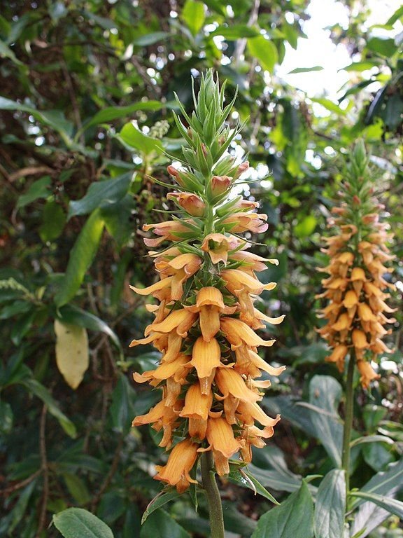 Como plantar Dedaleira da Madeira (Digitalis sceptrum)_1