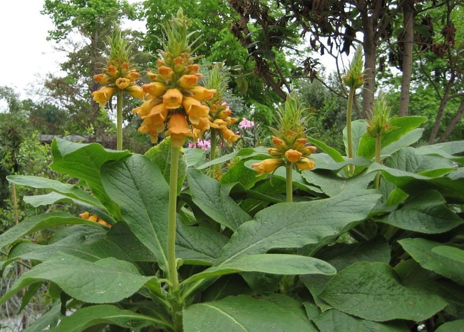 Onde plantar Dedaleira da Madeira (Digitalis sceptrum)_2