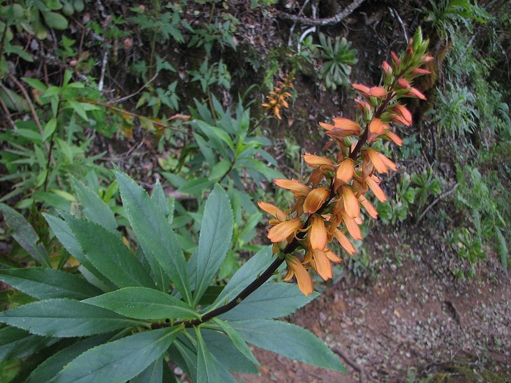 Dedaleira das Canárias (Digitalis canariensis)
