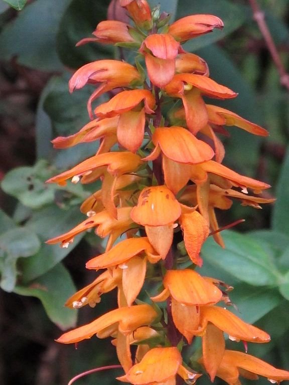 Como plantar Dedaleira das Canárias (Digitalis canariensis)_1
