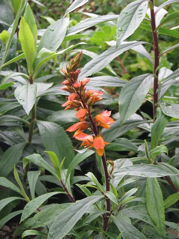 Onde plantar Dedaleira das Canárias (Digitalis canariensis)_2