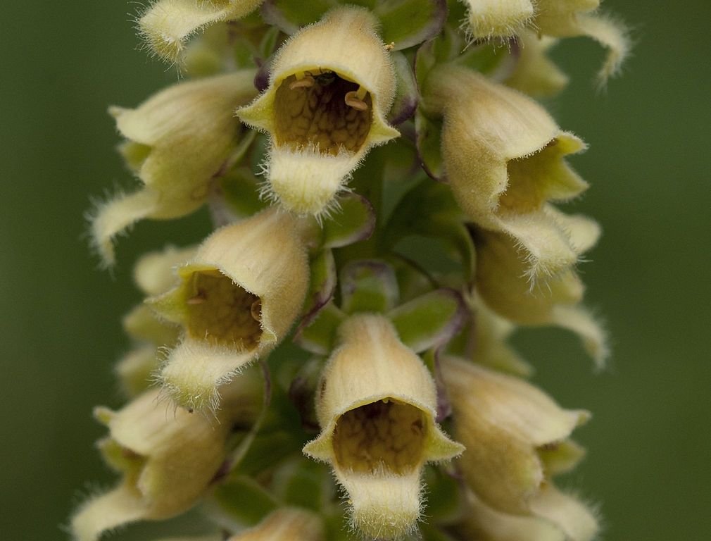 Dedaleira ferrugem (Digitalis ferruginea)