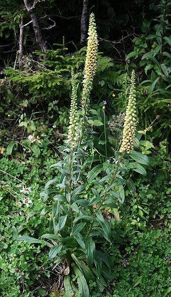 Como plantar Dedaleira ferrugem (Digitalis ferruginea)_1