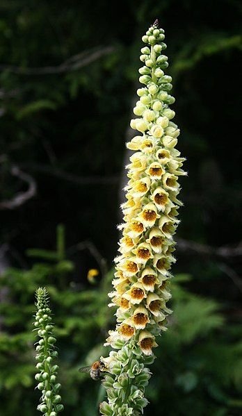 Onde plantar Dedaleira ferrugem (Digitalis ferruginea)_2