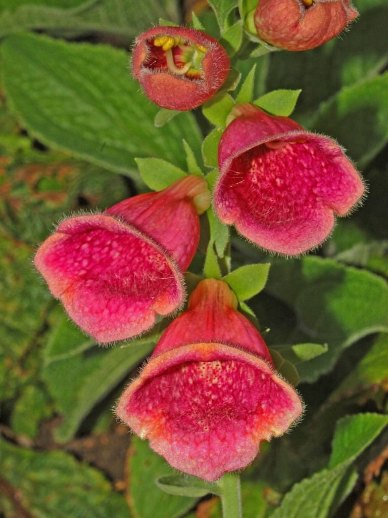 Dedaleira fulva (Digitalis × fulva)