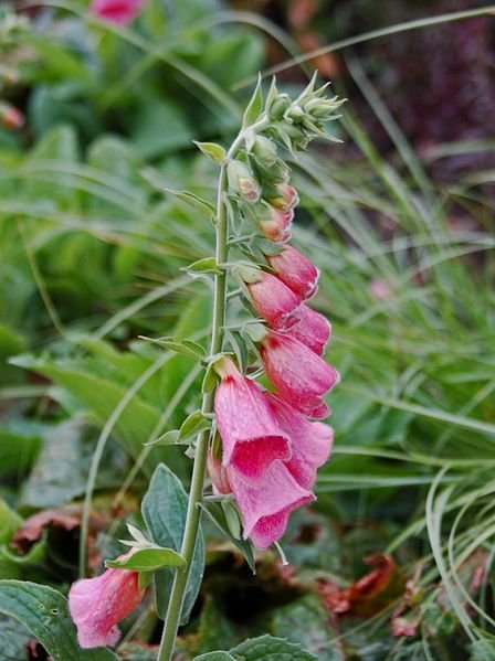 Como plantar Dedaleira fulva (Digitalis × fulva)_1